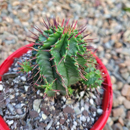 Close view of Euphorbia horrida spiny ribbed stems and textured surface