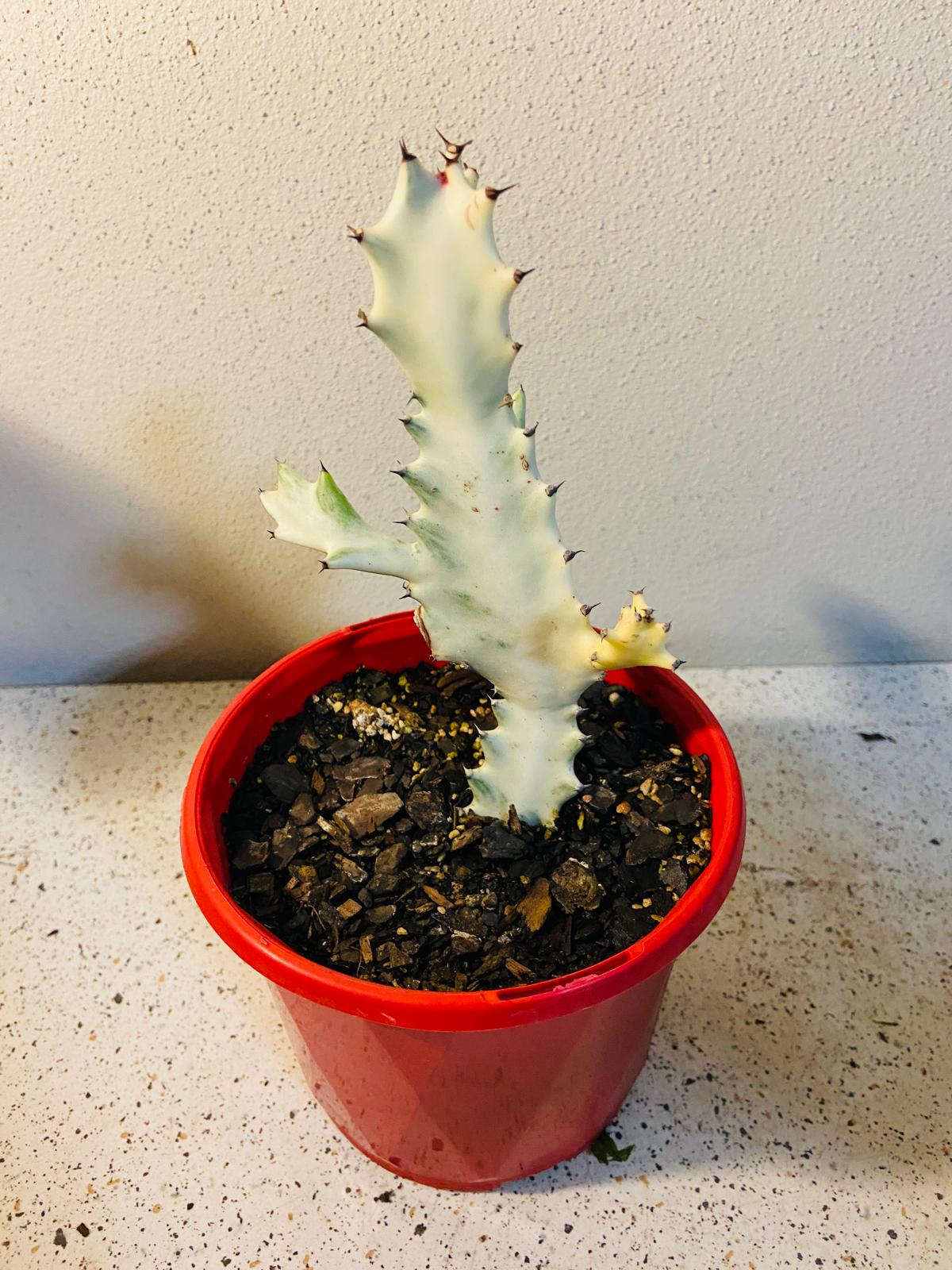 Euphorbia lactea ‘Ghost’ succulent showing cream and soft green variegated stems