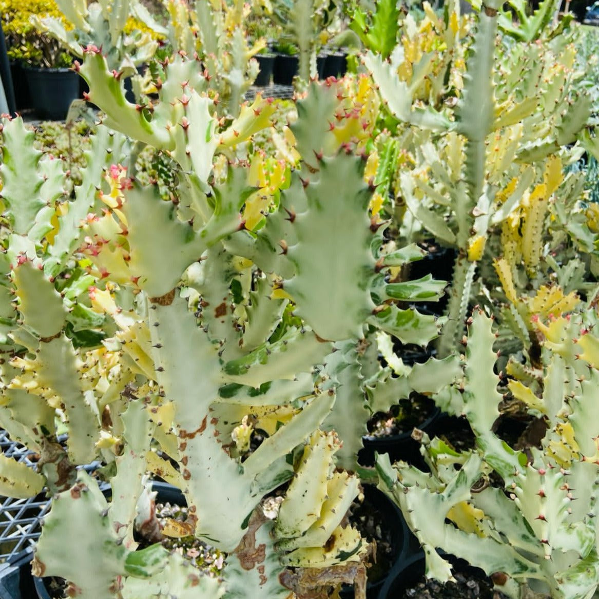 A group of Euphorbia lactea variegata plants with green fleshy stems and variegated patterns of creamy white and pale yellow.