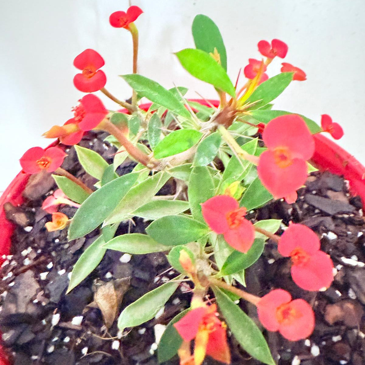 Euphorbia milii Prostrate Crown of Thorns