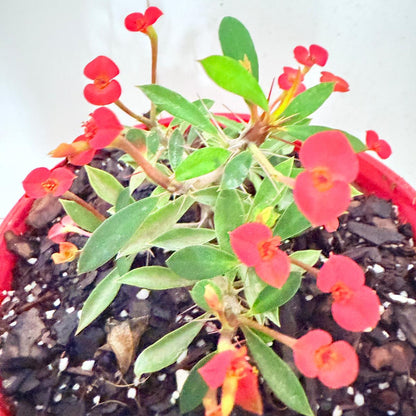 Euphorbia milii Prostrate Crown of Thorns