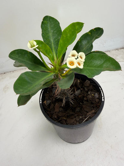 Euphorbia milli white | 100mm Succulents World