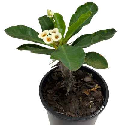 Euphorbia milli white | 100mm Succulents World