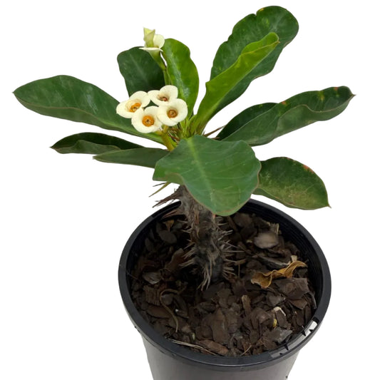 Euphorbia milli white | 100mm Succulents World