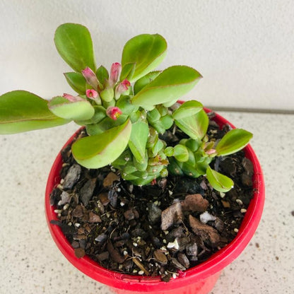 Euphorbia ritchiei unusual collector succulent