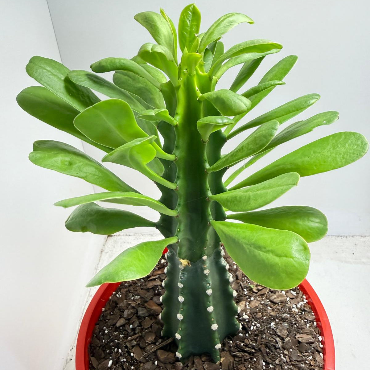 Euphorbia royleana | 210mm My Store