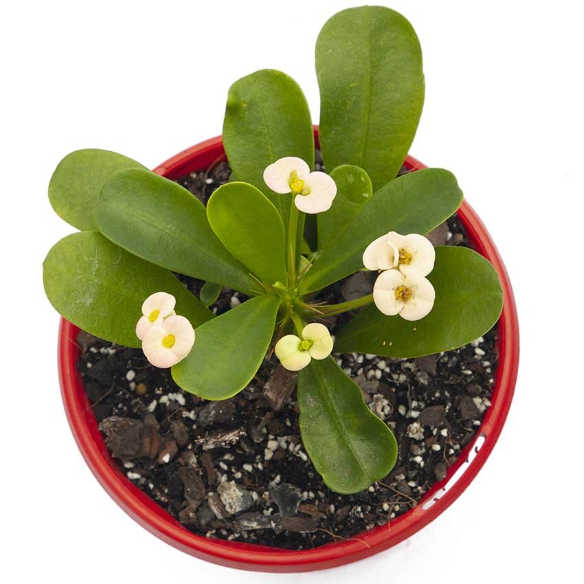 Alt: Euphorbia ‘Somona Bianca’ with upright growth and bold green-and-white variegated leaves