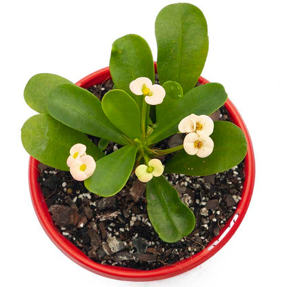 Alt: Euphorbia ‘Somona Bianca’ with upright growth and bold green-and-white variegated leaves