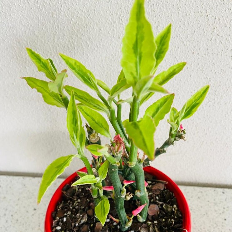 Euphorbia tithymaloides supplied in a 130mm nursery pot