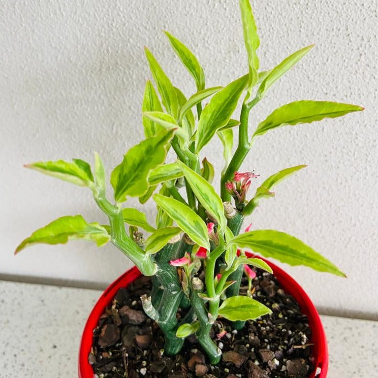 Close up of Euphorbia tithymaloides zig-zag stems and green leaves