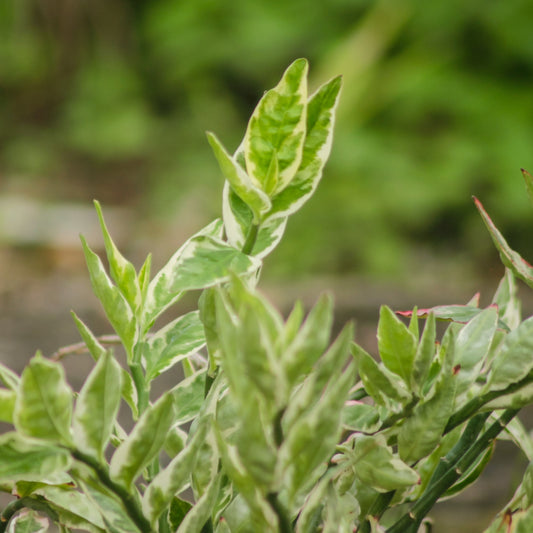 Euphorbia tithymaloides Devil's Backbone plant with zig-zag stems
