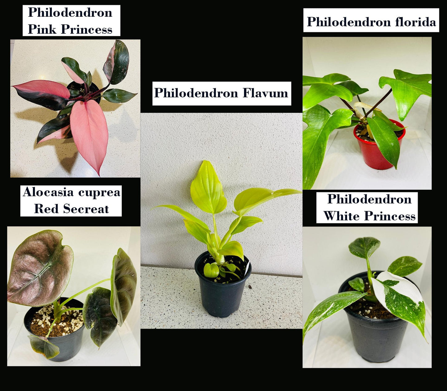 Indoor Plant Buster Pack