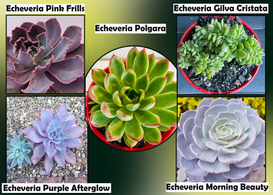 Echeveria Value Buster Pack - 2