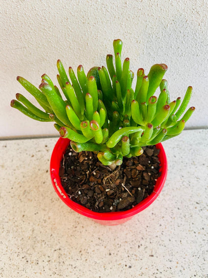 Finger Jade succulent suitable for bonsai and Australian succulent collections
