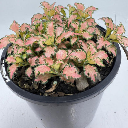Fittonia Pink – Vibrant Nerve Plant for Indoor Gardens |100mm 