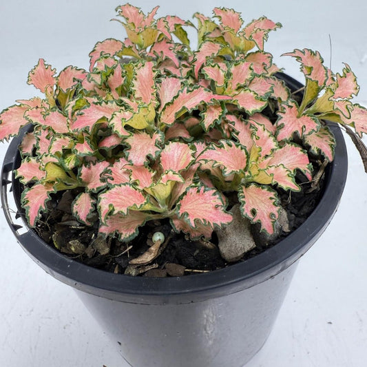 Fittonia Pink – Vibrant Nerve Plant for Indoor Gardens |100mm 