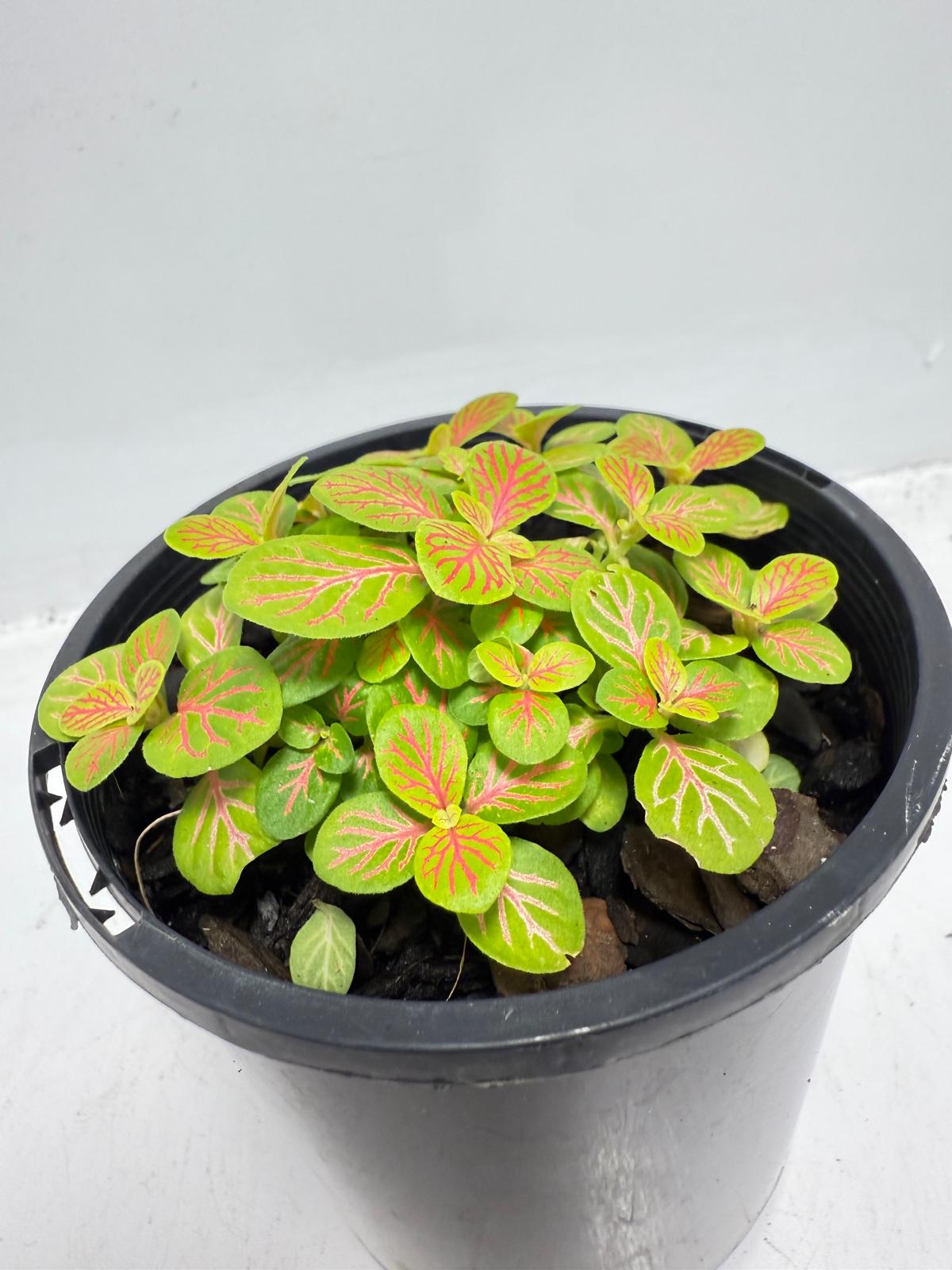 Fittonia Skeleton for Australian indoor plant collections and home décor
