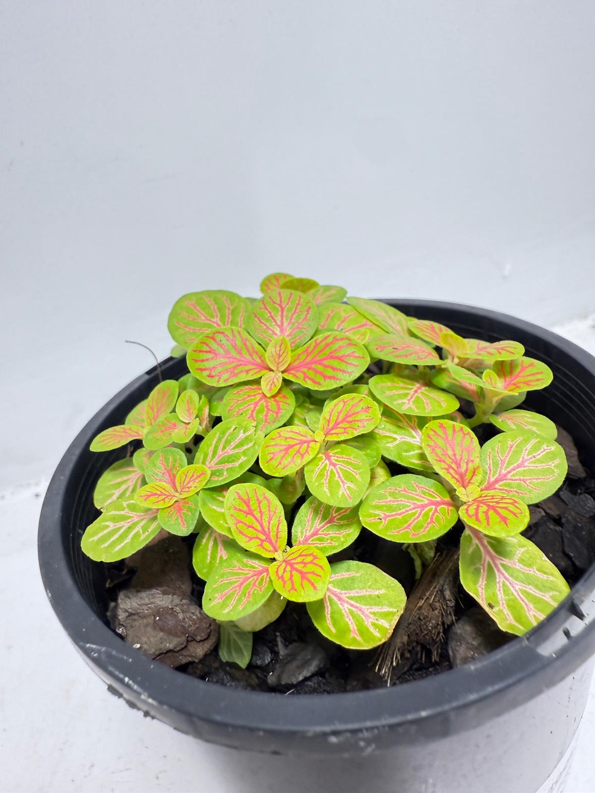 Fittonia Skeleton indoor plant for terrariums and decorative pots