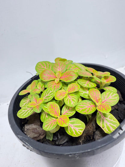 Fittonia Skeleton indoor plant for terrariums and decorative pots