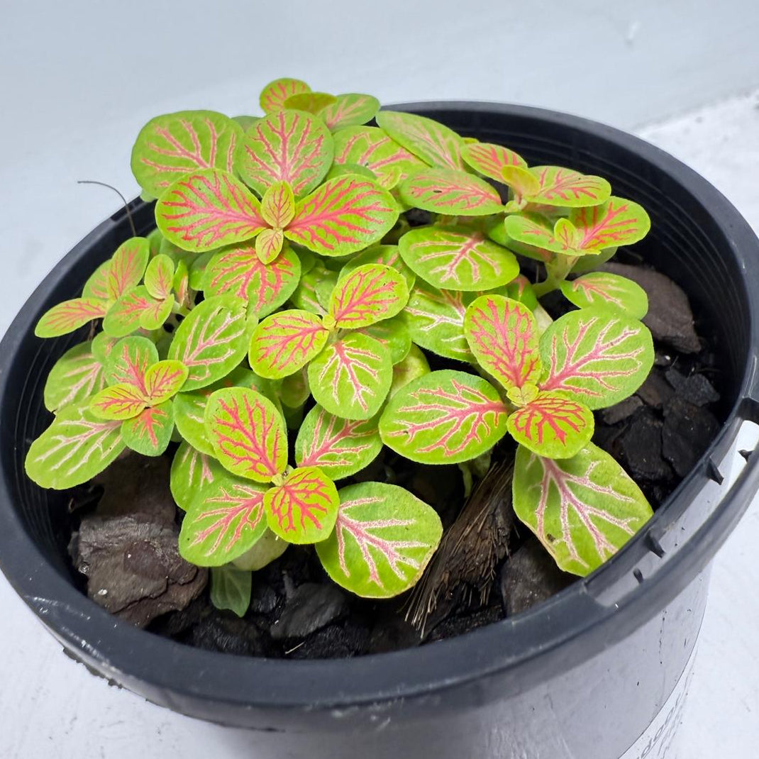 Fittonia Skeleton with deep green leaves and bright white veins