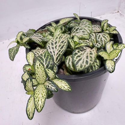 Fittonia 'White Anne' growing in a nursery pot with striking white-veined green leaves.