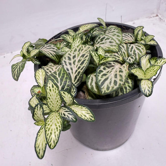 Fittonia 'White Anne' growing in a nursery pot with striking white-veined green leaves.