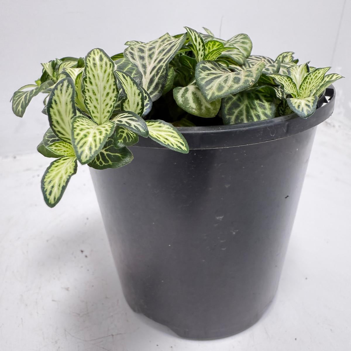 Close-up of Fittonia 'White Anne' showing crisp white veins across lush green foliage.