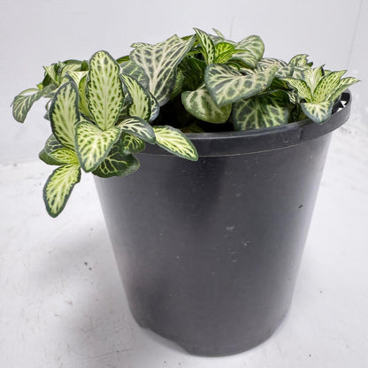 Close-up of Fittonia 'White Anne' showing crisp white veins across lush green foliage.
