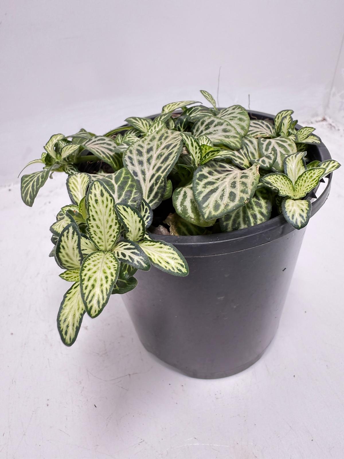 Healthy Fittonia 'White Anne' displayed as a compact indoor foliage plant.