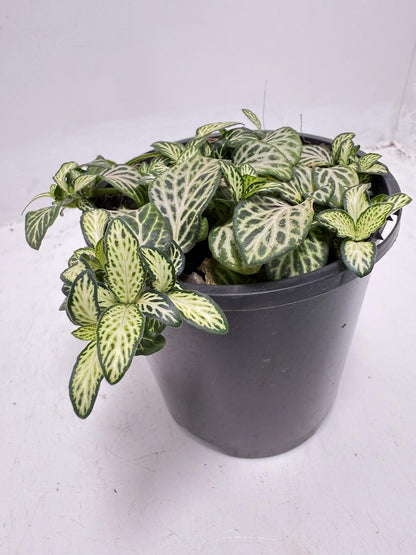 Healthy Fittonia 'White Anne' displayed as a compact indoor foliage plant.