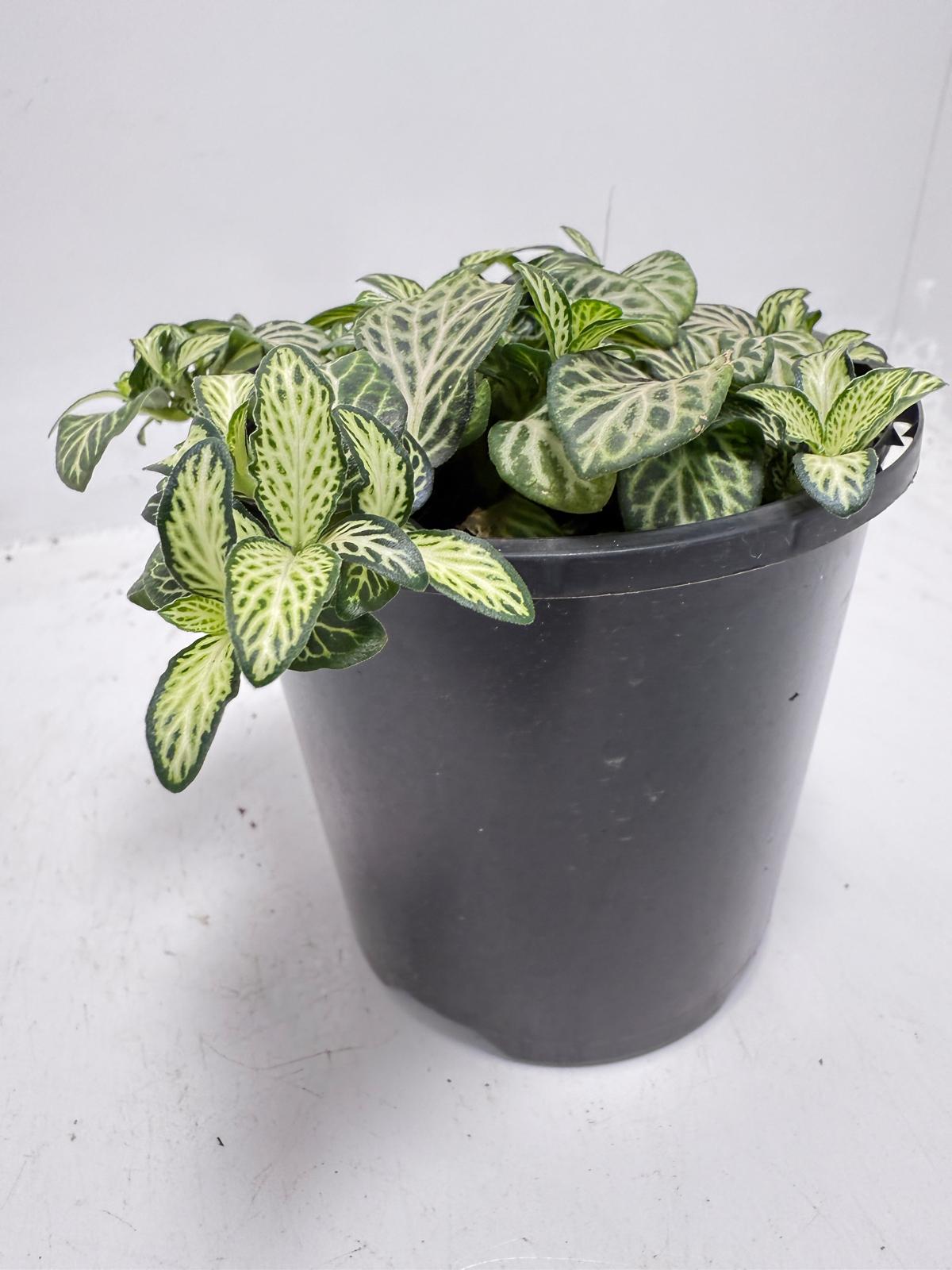Fittonia 'White Anne' ideal for humid terrariums and decorative indoor displays.