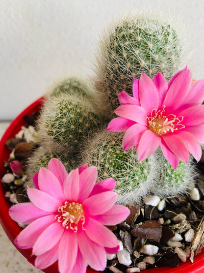 Rebutia cactus with colourful daisy-like flowers during the blooming season