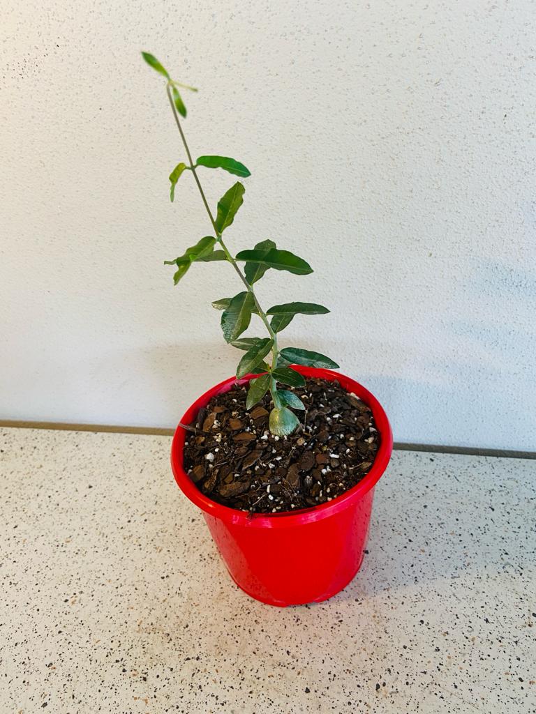 Fockea edulis succulent growing in a 130mm nursery pot