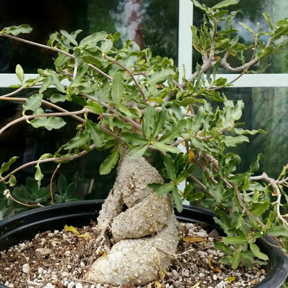 Fockea edulis caudiciform succulent with swollen water-storing trunk