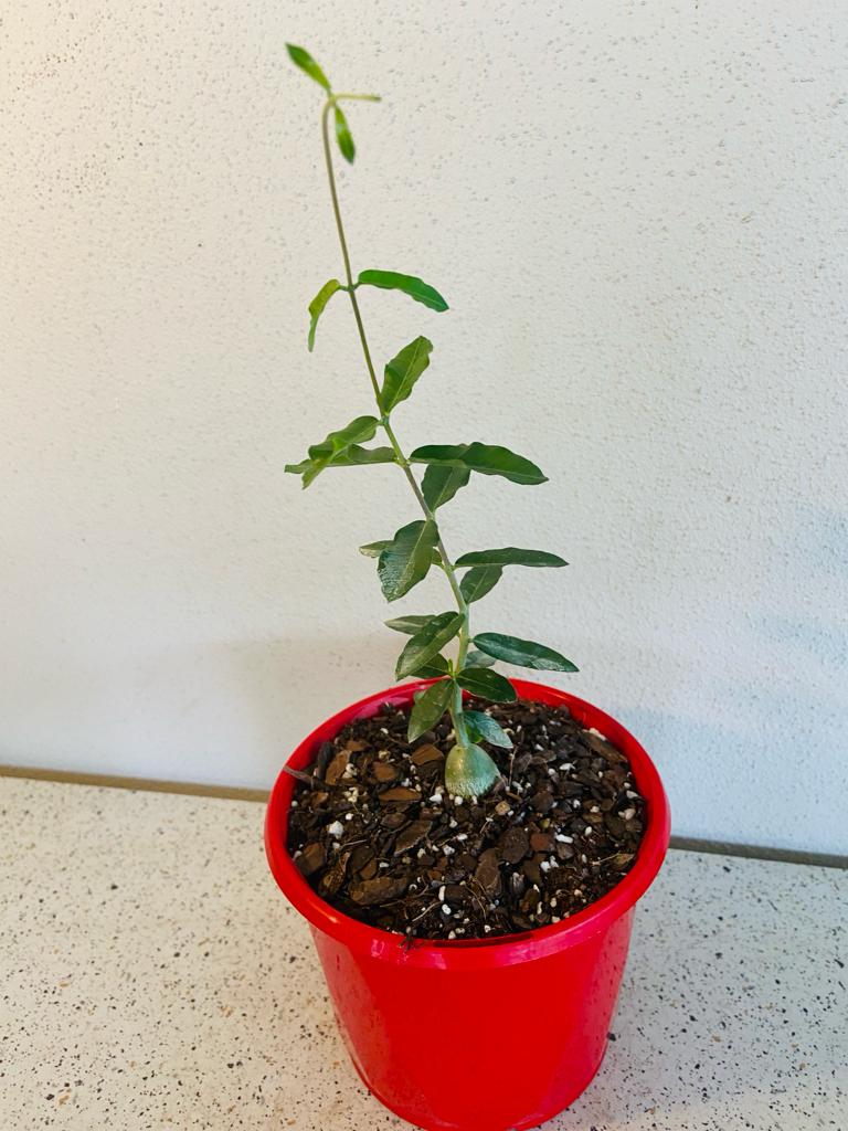 Fockea edulis Hottentot Bread succulent with climbing green vines
