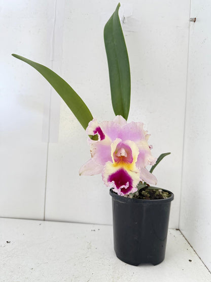 Fragrant Cattleya orchid flower with elegant yellow and colourful petals