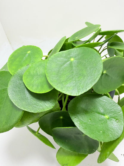 Friendship Plant producing healthy round foliage