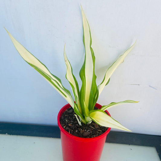 Furcraea Variegata 'Mauritius Hemp' growing in a nursery pot with bold cream and green variegated leaves.