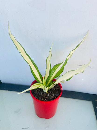 Potted Furcraea Variegata 'Mauritius Hemp' ideal for patios, courtyards, and large containers.