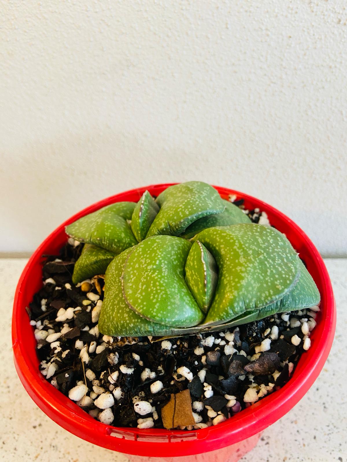 Symmetrical rosette shape of Gasteria Armstrongii succulent