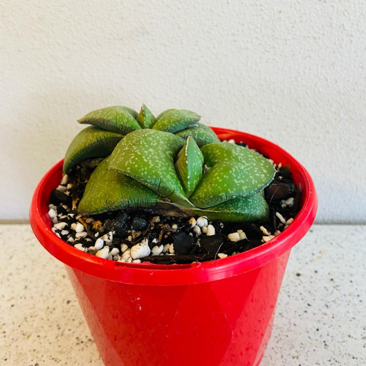 Gasteria Armstrongii succulent with compact green rosette leaves