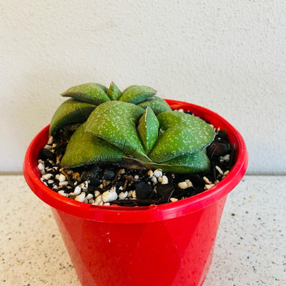 Gasteria Armstrongii succulent with compact green rosette leaves