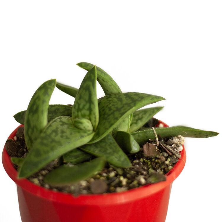 Gasteria ‘Marble Queen’ in 130mm nursery pot