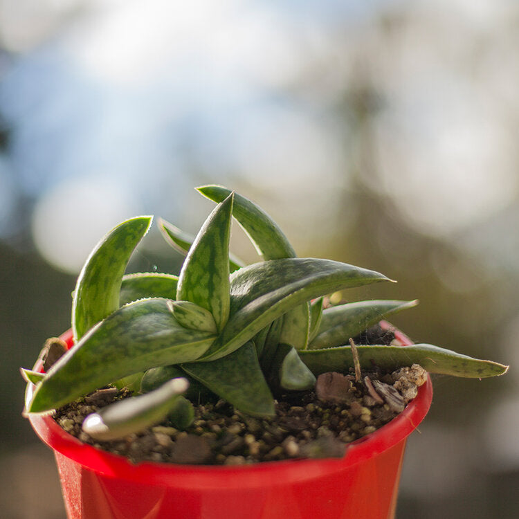Gasteria ‘Marble Queen’ compact succulent plant