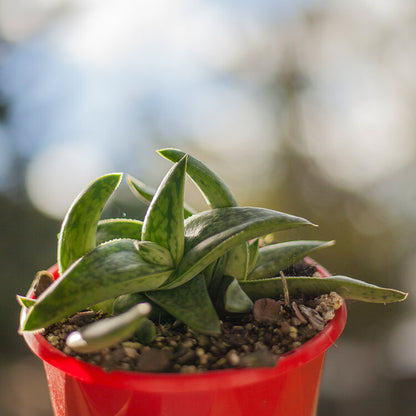 Gasteria ‘Marble Queen’ compact succulent plant