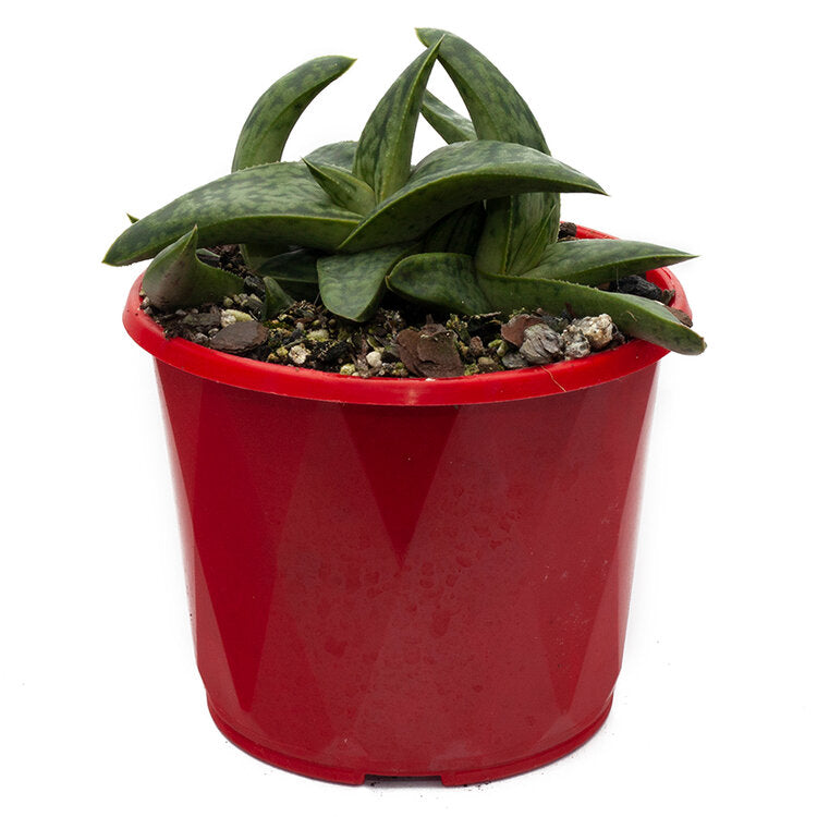 Gasteria ‘Marble Queen’ variegated succulent in Australia