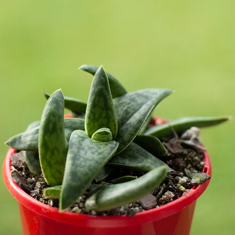 Gasteria ‘Marble Queen’ variegated succulent