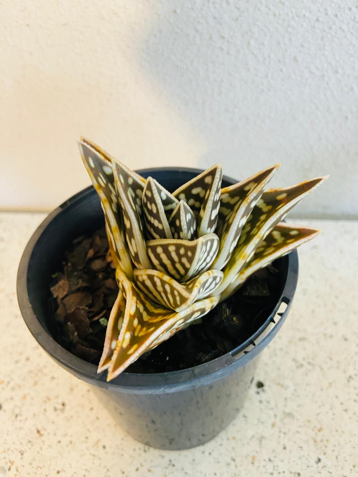Aloe Variegata 'Gator'  130mm My Store