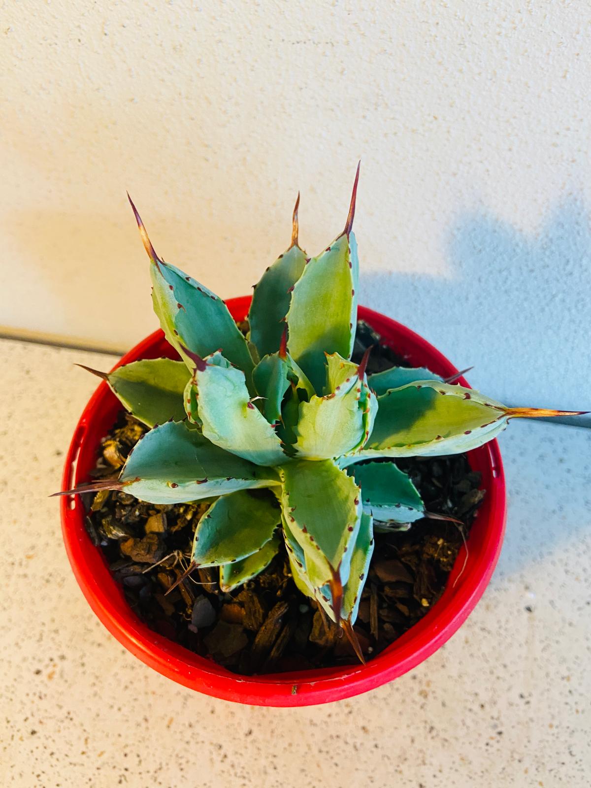 Architectural Agave potatorum 'Cubic' with thick fleshy leaves arranged in a compact rosette.