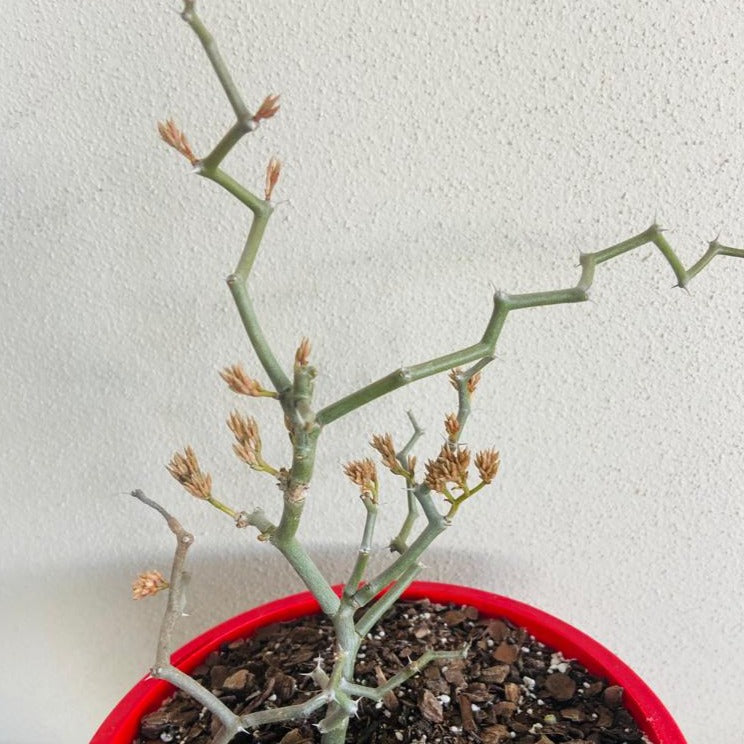 Geometry Plant Decarya madagascariensis with spiny architectural growth